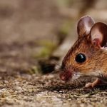 איך בוחרים מלכודת עכברים