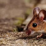 שליטה בעכבר: שיקולים משפטיים ואתיים